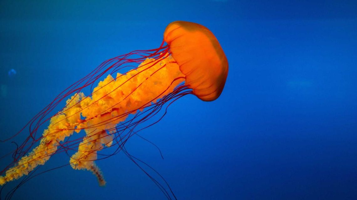 Kubernetes'te eBPF ile Derinlemesine Ağ ve Güvenlik İzlemesi: BirCloud Uzmanlığı - BirCloud Blog